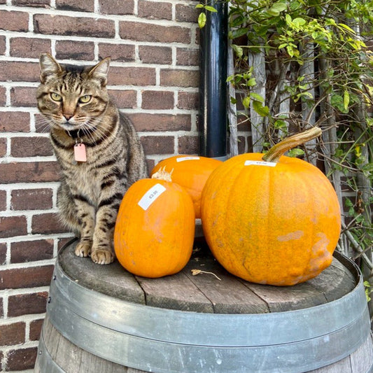 Halloween/soep pompoen (div formaten)