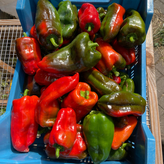 Veldpaprika (2-4st, groen)