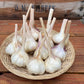 Knoflook (Oogst 2025, gedroogd p st)