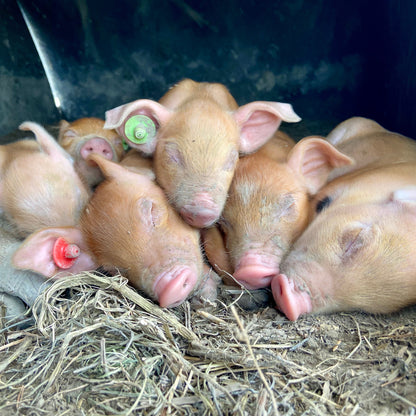 Tuinderij Magneet/flessenopener