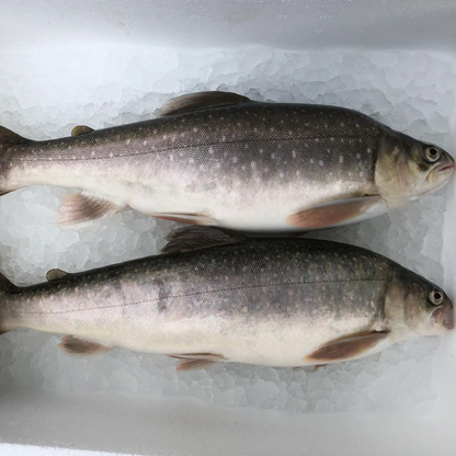 Beekridder filet koudgerookt (~200g bevroren)