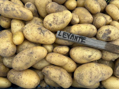 Aardappelen