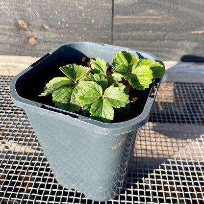 Aardbeienstekjes