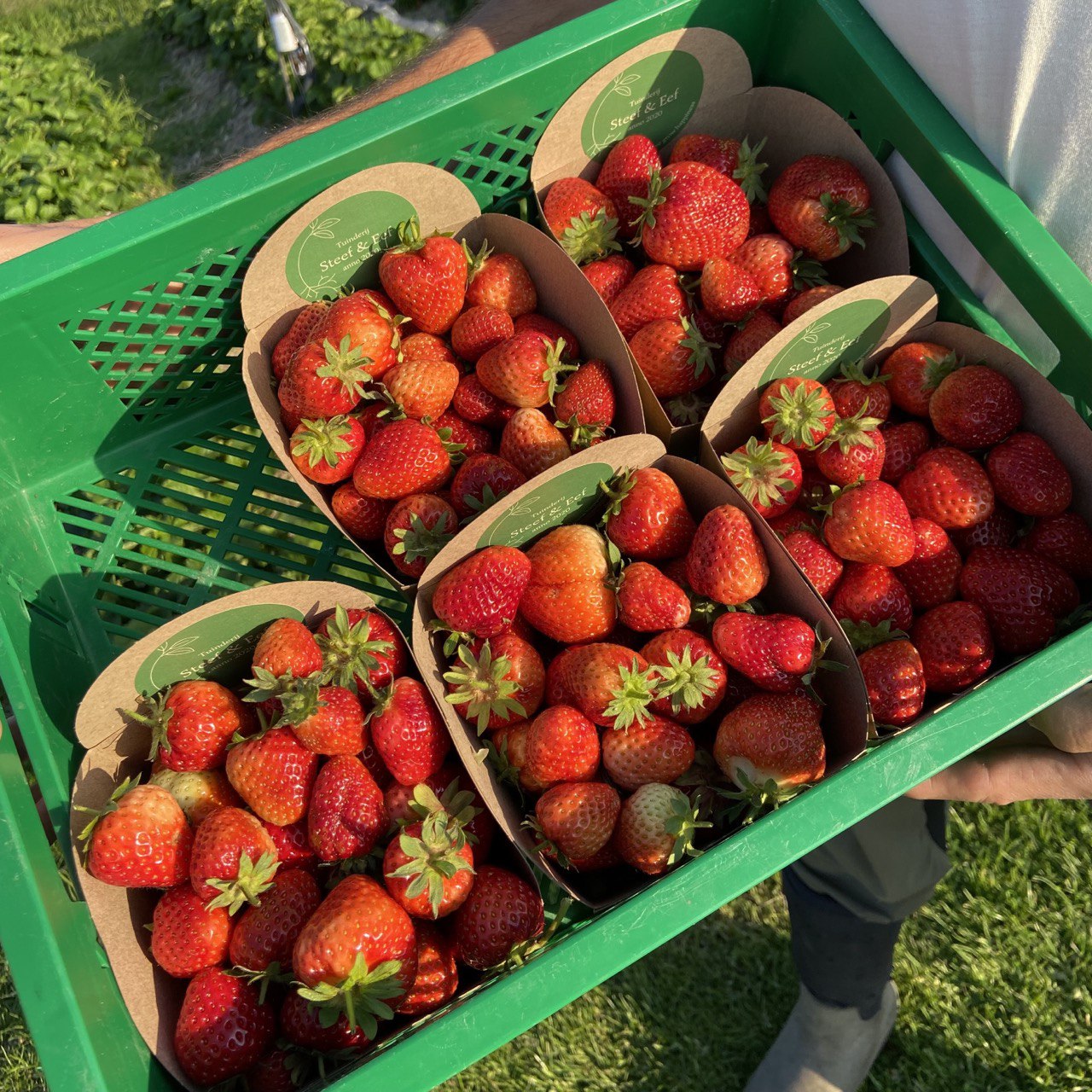 Aardbeien (250g nog beperkt beschikbaar)