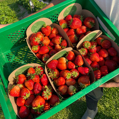 Aardbeien (250g nog beperkt beschikbaar)