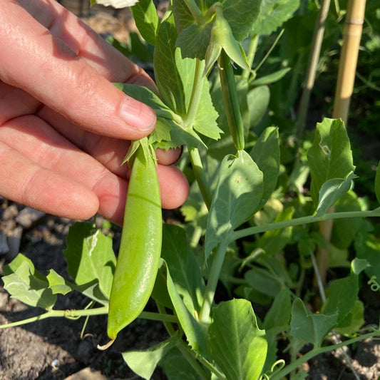 Sugar snaps