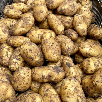 Aardappelen (nieuwe oogst)