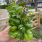 Italiaanse kruiden (gemengd, vers, ~20g)