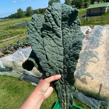 Palmkool (klein blad en toppen, 250g)