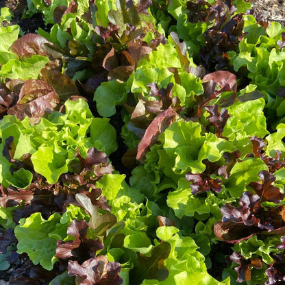 Pluksla (mesclun, 100g)