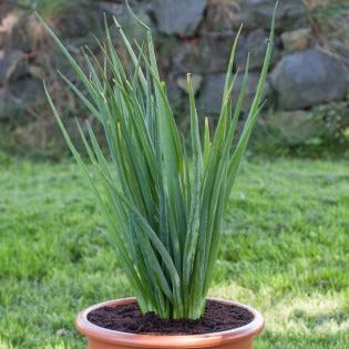 Jonge grove bieslook (bosje)