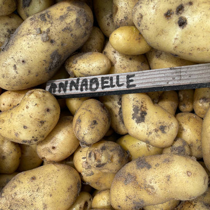 Aardappelen (nieuwe oogst)