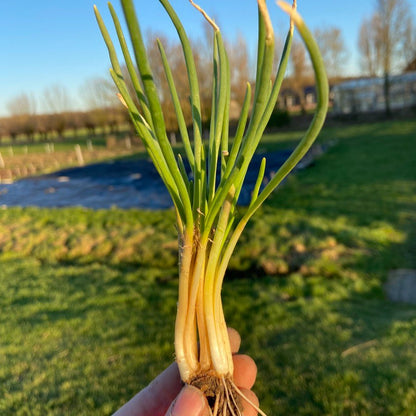 Salade-ui/Utrechts uitjes (p st)