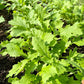 Raapstelen (150g)