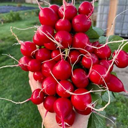 Radijsjes (bosje 12st)