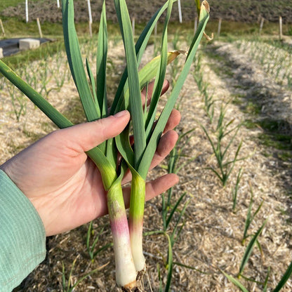 Verse Knoflookstengel (2st)