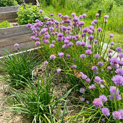 Bieslookbloemen (bosje, 12st)