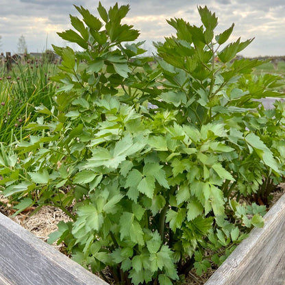 Verse kruiden 1 soort (diverse soorten, bosje ~20g)