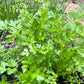 Verse kruiden 1 soort (diverse soorten, bosje ~20g)