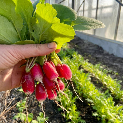 Radijsjes (bosje 12st)