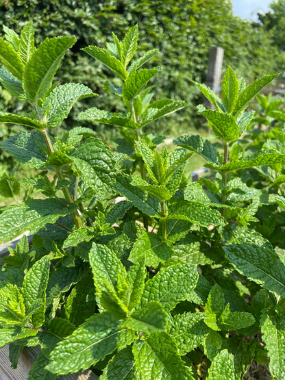 Verse kruiden 1 soort (diverse soorten, bosje ~20g)